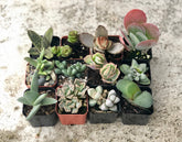 2 in. Fully Rooted Unique Rare Succulent Collection (Pack of 6, 9, 12)